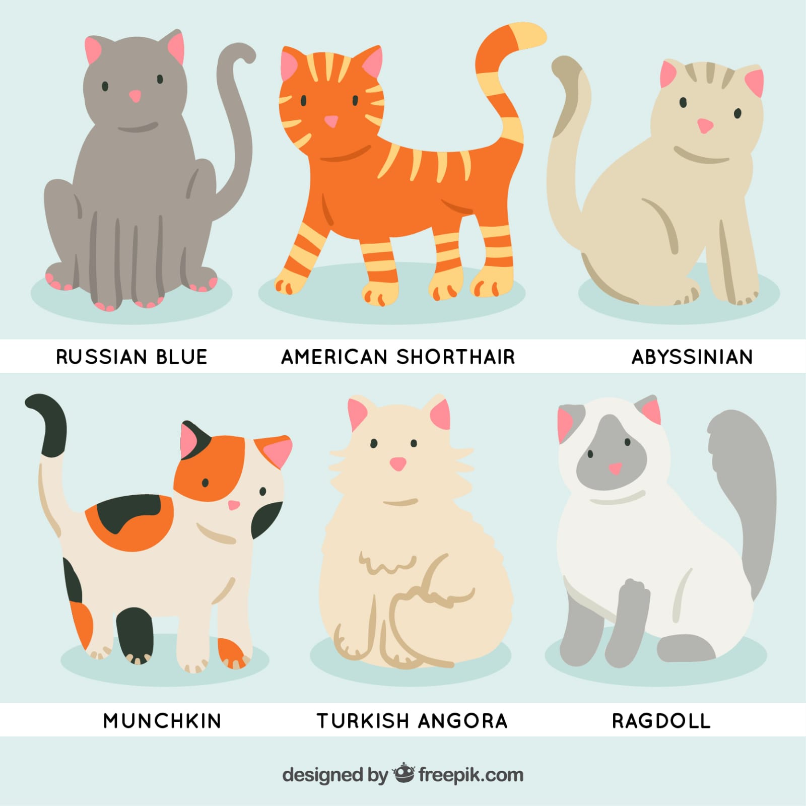 Suka Kucing Tapi Bingung Mau Peliharanya? Berikut Rekomendasi Jenis Kucing yang Cocok untuk Pemula