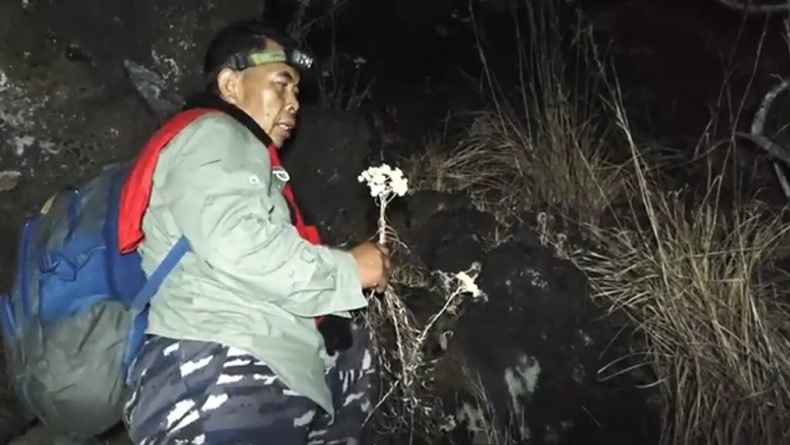 Karhutla Gunung Ciremai Padam, Tanaman Edelweis Ditemukan Layu dan Mengering
