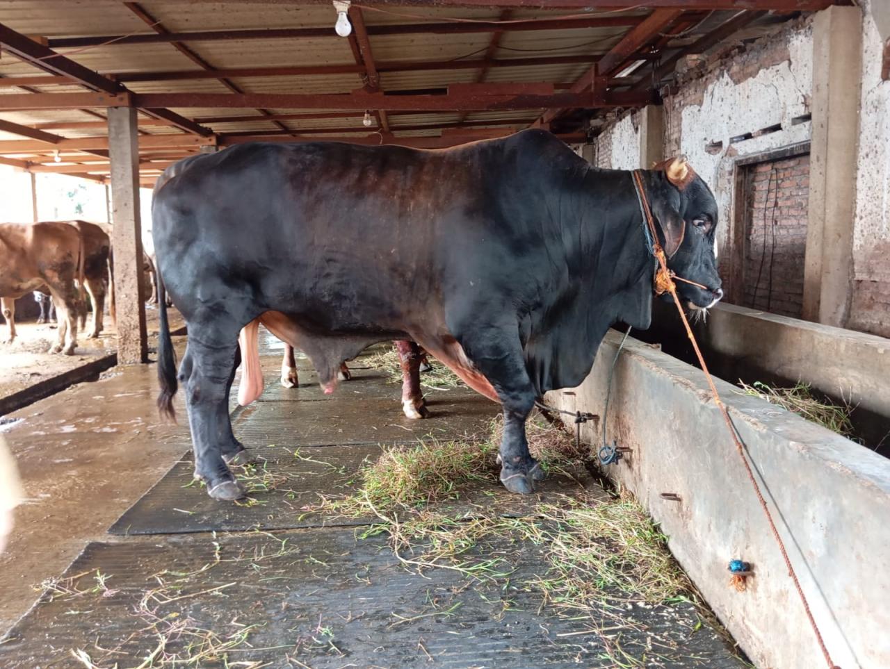 Kurban Prabowo Subianto Sumbang Sapi Kurban 930 Kg ke Pekalongan untuk Idul Adha 2025