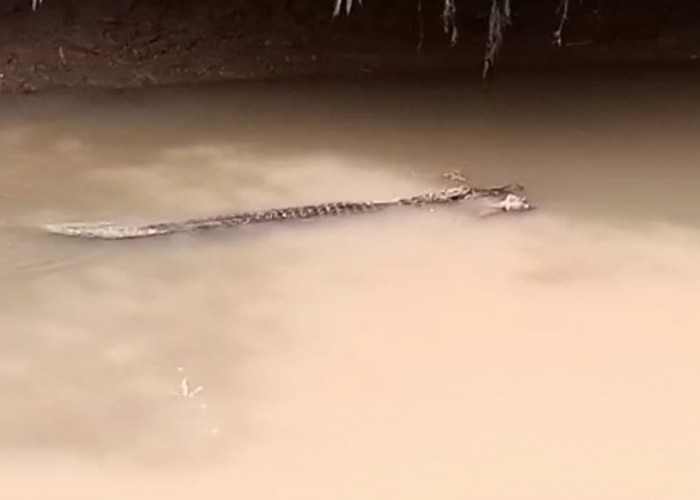 Diterkam Buaya di Sungai Cilemer Pandeglang, Jasad Pemuda Ditemukan Utuh 