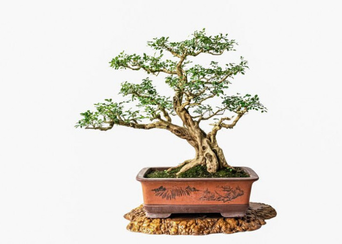  5 Tanaman Liar yang Bisa Disulap Jadi Bonsai Cantik