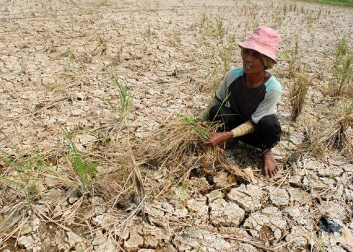 Kemarau Panjang Ancam Produksi Padi, Bagaimana Pemerintah Menjaga Pasokan Beras Nasional?