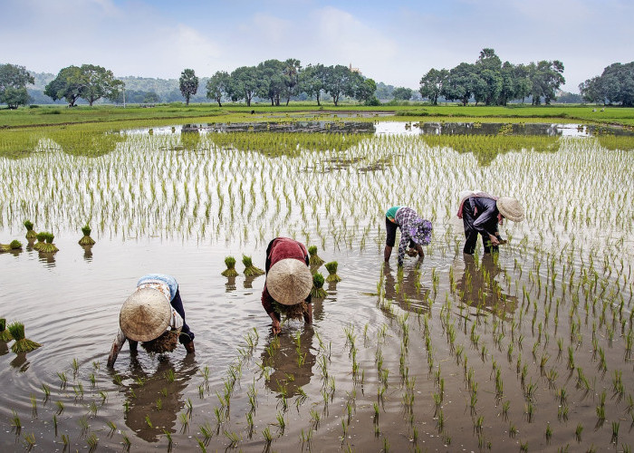 Petani Jangan Sampai Lemah, Pinjaman KUR BRI 2023 Untuk Menambahkan Modal