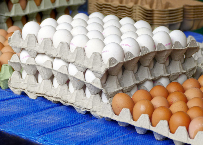 Kabupaten Pandeglang: Produsen Telur Ayam Kampung Terbesar di Provinsi Banten