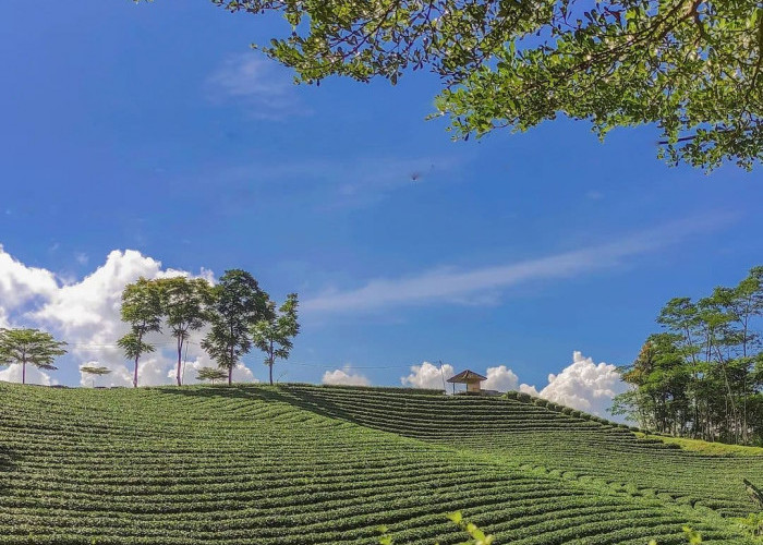 Wisata Kebun Teh Cikuya: Hamparan Hijau dan Udara Sejuk di Lebak, Banten