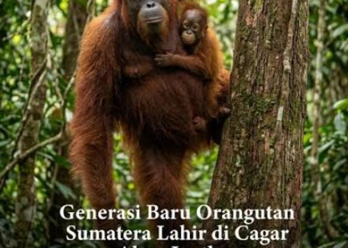 Kabar Gembira dari Konservasi, Bayi Orang Utan Sumatera Bernama Badar Lahir di Alam Liar Aceh