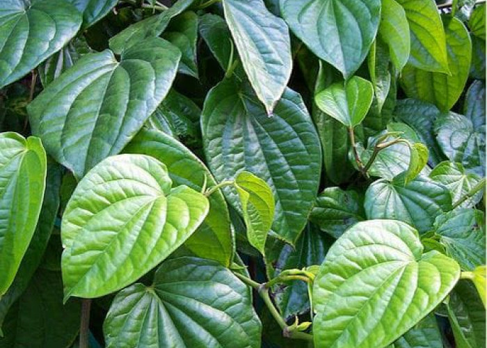 Kenali Manfaat Daun Sirih, Tanaman Herbal yang Kaya Khasiat bagi Kesehatan