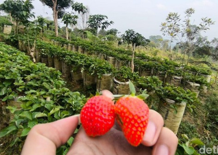 Wisata Petik Stroberi dengan Pemandangan Gunung Ciremai, Tiketnya Rp 35 Ribu