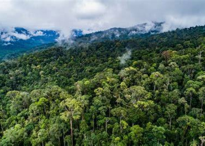 Satgas PKH Kuasai Kembali 6,2 Juta Hektare Kawasan Hutan, Bagaimana Nasib Ekosistem dan Warga?