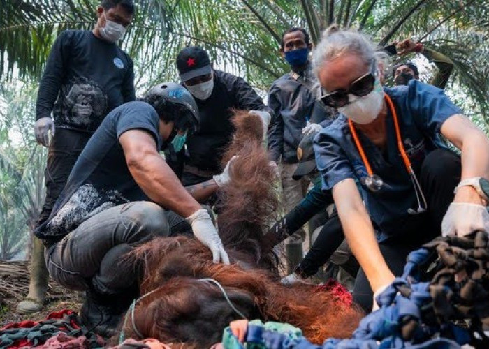 Kena Asap Karhutla, Orang Utan Ditemukan Terkapar di Kebun Warga Ketapang