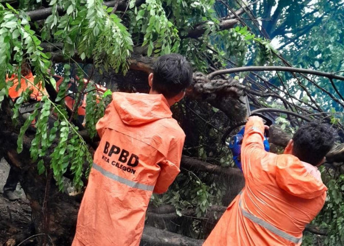 Akses Menuju Pelabuhan Merak Sempat Tertutup Pohon Tumbang 1,5 Jam 