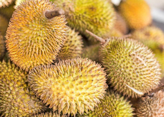 Manfaat Mengonsumsi Buah Durian yang Jarang Diketahui, Salah Satunya Dapat Menangkal Depresi