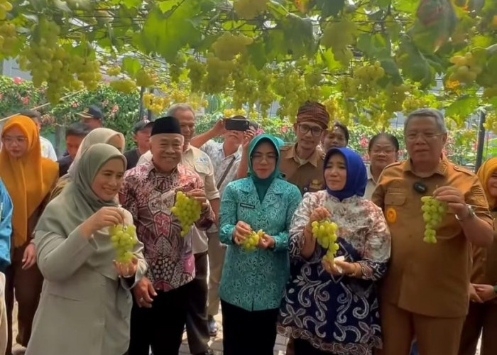 Mendukung Pertanian Lokal, Istri Gubernur Andra Soni Hadiri Panen Anggur di Tangerang Selatan