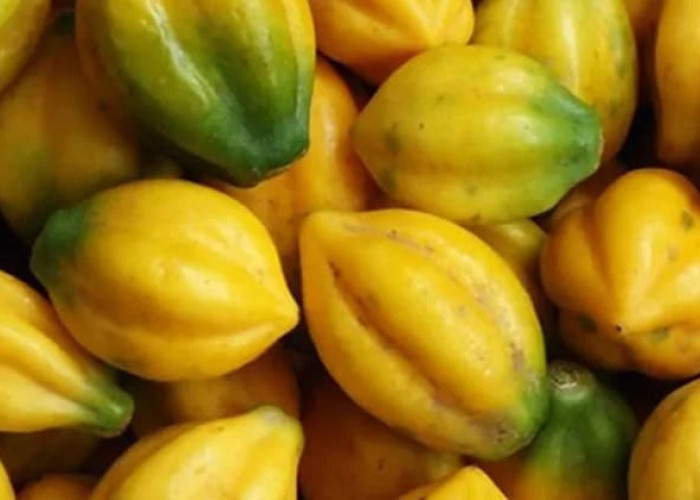Ketahui Kandungan Carica, Buah Khas Dieng yang Kaya Manfaat bagi Kesehatan