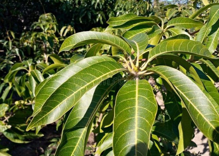 Daun Mangga: Solusi Alami untuk Menstabilkan Gula Darah pada Pasien Diabetes