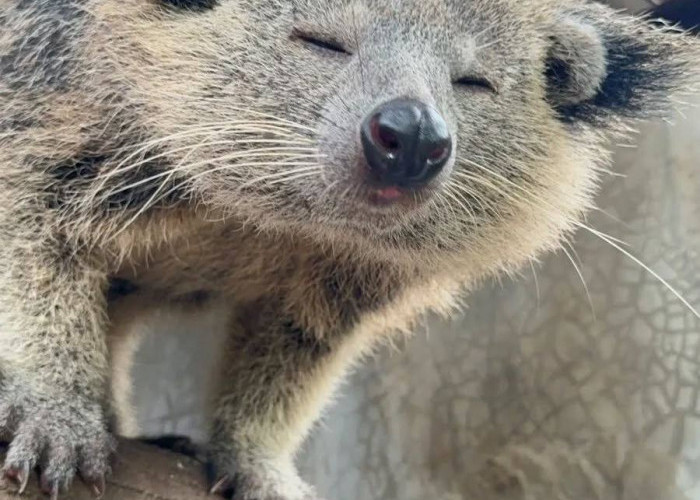 Dikira Serigala, Ternyata Satwa Langka: Tragedi Binturong di Pandeglang