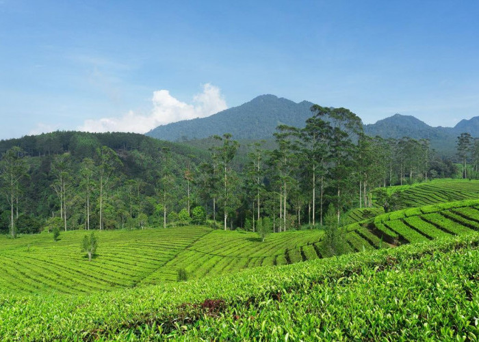 Wisata Bandung yang Sejuk Pas Untuk Healing Dari Perkotaan yang Panas