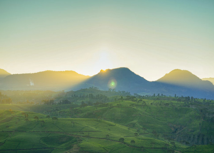 Swiss Of Bandung, Menyusuri Kebun Teh di Nuansa Riung Gunung Pangalengan