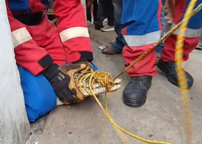 Buaya Muara Lampung yang Dirawat 3 Tahun Dievakuasi, Pemilik Histeris