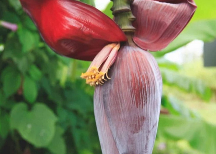 6 Manfaat Jantung Pisang Bagi Kesehatan Tubuh