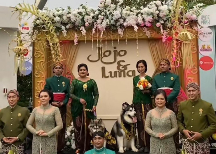 Viral Biaya Pernikahan Anjing Mencapai Rp200 Juta 