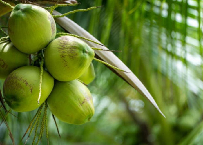 Mana yang Lebih Baik untuk Dikonsumsi Air Kelapa Muda atau Tua? Ini Penjelasannya