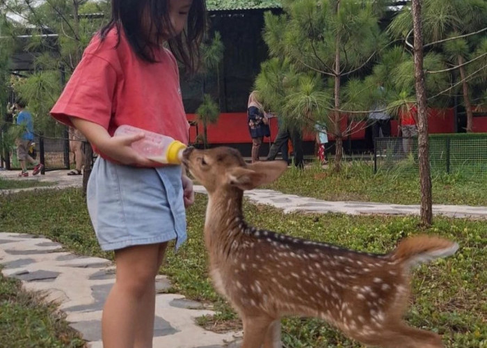 Jasmine Park, Sebuah Resto dan Kebun Binatang Mini di Kabupaten Tangerang