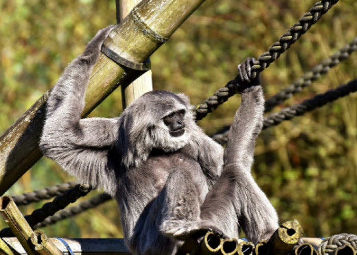 Mengenal Owa Jawa, Primata Setia yang Berada di Taman Nasional Ujung Kulon Terancam Punah
