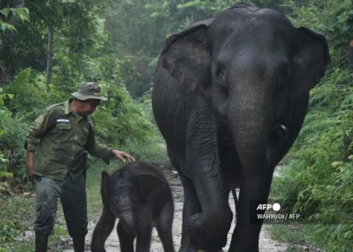 Saat Warganet Jatuh Hati pada Nona Seroja, Bayi Gajah di TN Tesso Nilo