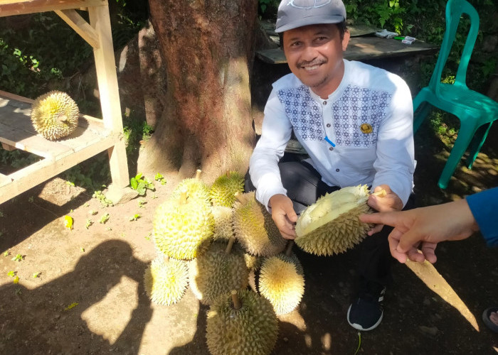 Warga Pamulang Berburu Durian Geblugan di Cadasari Pandeglang