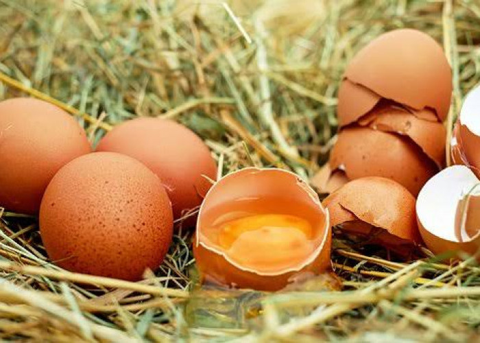 15 Manfaat Telur bagi Kesehatan, Ternyata juga Bisa Turunkan Berat Badan
