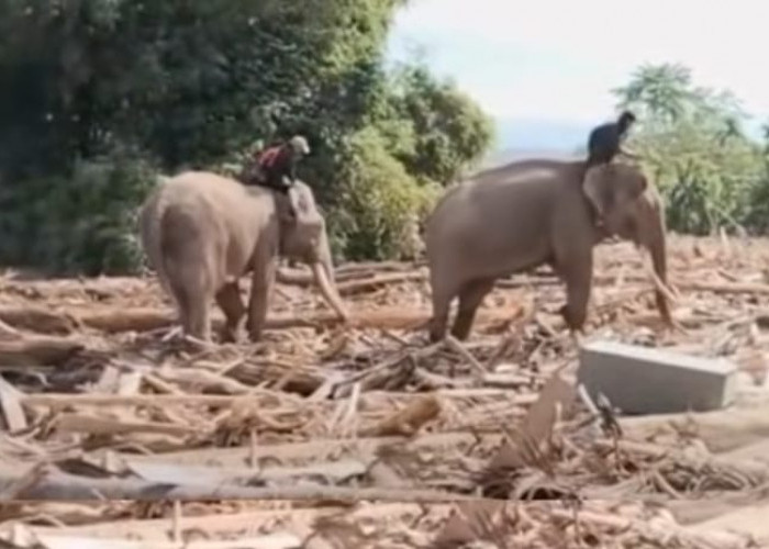 Pembersihan Puing Kayu Banjir di Aceh, 4 Gajah Turun Tangan Tanpa Alat Berat