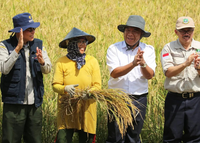 Panen Raya 2023, Stok Beras di Banten Capai 179.450 Ton, Surplus 40 Ribu Ton 