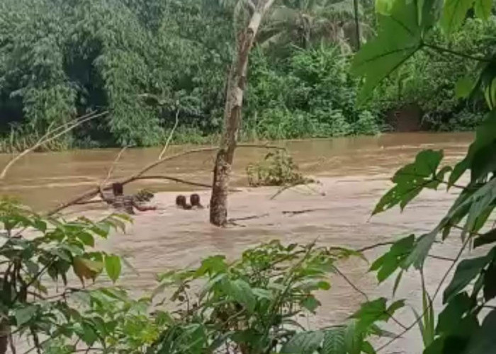 Heboh, Terjun ke Sungai Untuk Bunuh Diri, Wanita Muda di Pandeglang Tersangkut Pohon Diselamatkan Warga
