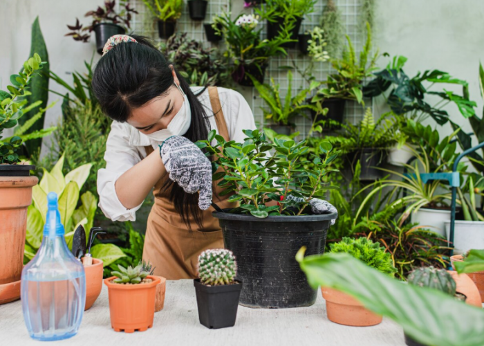 5 Pohon untuk Taman Minimalis, Halaman Kecil Tapi Tetap Estetik