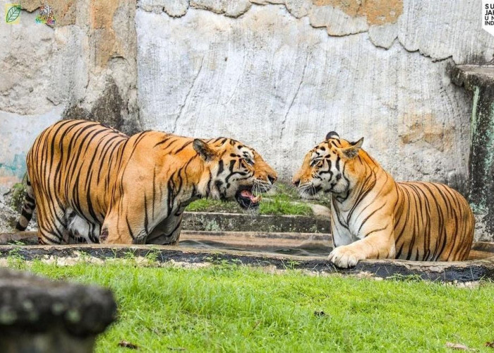Main Seru di Ragunan Zoo, Intip Fasilitasnya Yuk