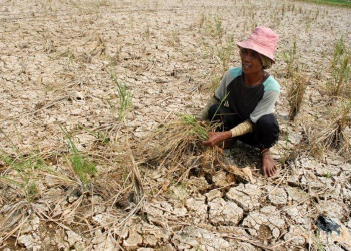Kemarau Panjang Mengintai Banten, 415 Desa dan Kelurahan Masuk Peta Rawan Kekeringan