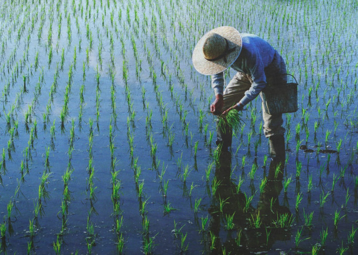 Petani Bisa Mendapatkan Pinjaman KUR BRI 2023 Hingga Rp500 Juta Loh 