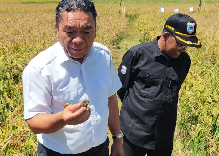 Terkenang Masa Lalu, Gubernur Banten Suka Makan Keong Sawah, Rasanya Enak dan Gizinya Tinggi 