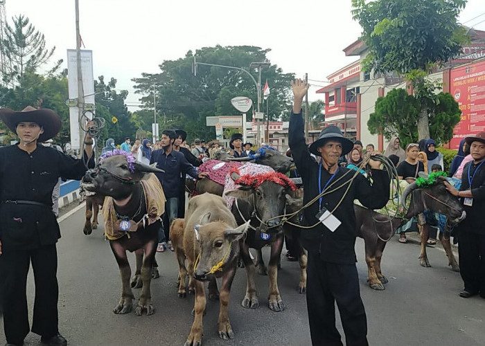 Karnaval Kerbau Meriahkan Pagelaran Festival Seni Multatuli 2023