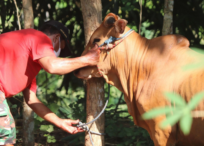 Idul Adha 2026 Jatuh Tanggal Berapa? Ini Prediksi Versi Pemerintah, Muhammadiyah, dan NU