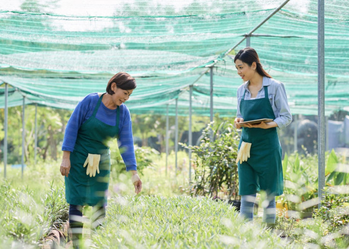Pinjaman KUR BRI 2023, Cocok Banget Buat Kamu yang Butuh Modal Usaha Sayuran Organik