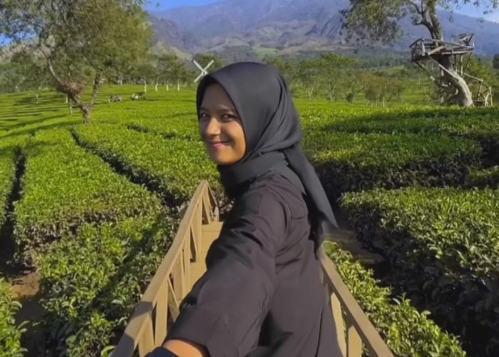 Menikmati Keindahan Kebun Teh Wisata Agro Wonosari, di Tengah Suasana Sejuk Pegunungan dan Perbukitan