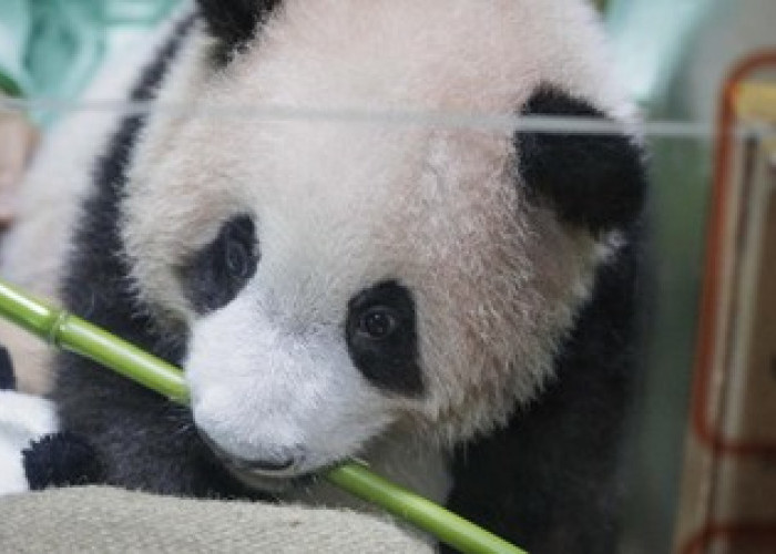 Ukir Sejarah Konservasi, Satrio Wiratama Jadi Bayi Giant Panda Pertama yang Lahir di Indonesia