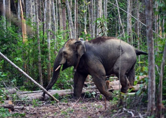 Prabowo Terbitkan Inpres Penyelamatan Gajah Sumatera dan Kalimantan