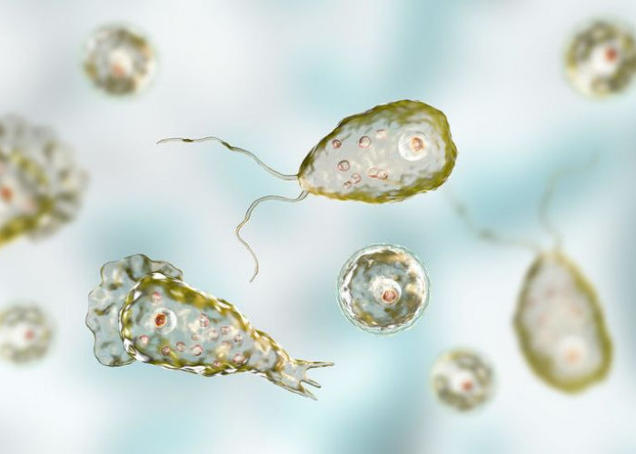 Kasus Infeksi Amoeba Pemakan Otak, Tewaskan Perempuan di India