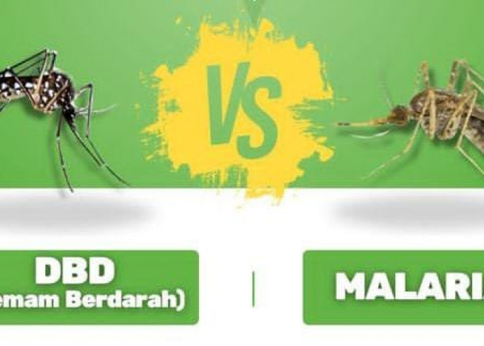 DBD dan Malaria Ternyata Berbeda? Begini Penjelasan Lebih Lengkapnya