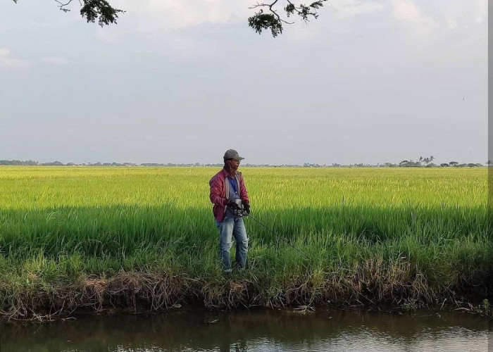 Memancing Ikan Gabus dengan Teknik Casting, Perhatikan Hal Ini