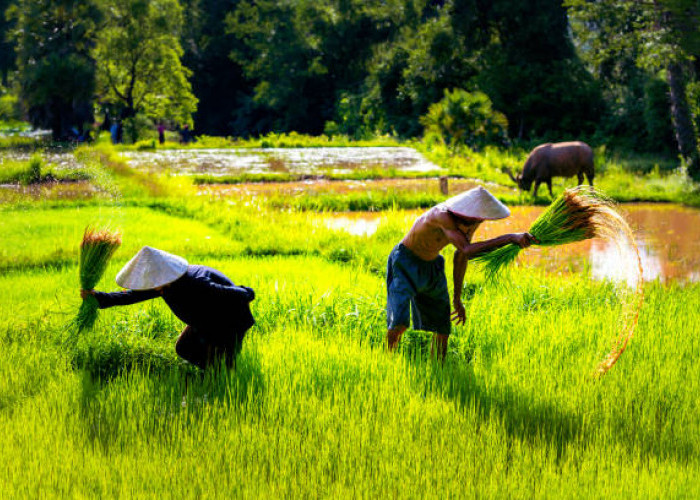 Kabar Baik Petani Banten! NTP Naik 1,05 Persen, Daya Beli Makin Menguat