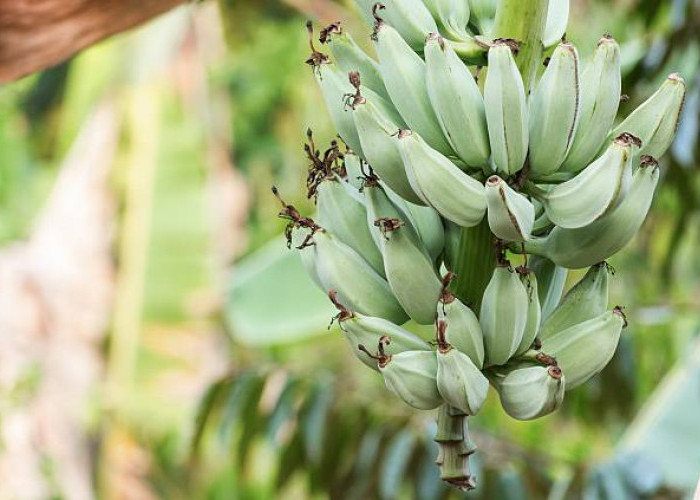 9 Manfaat Pisang Kepok, Buah Favorit yang Kaya Nutrisi!